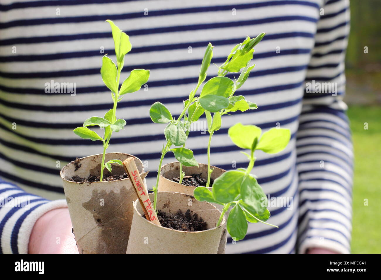 Lathyrus odoratus.Sweet pea seedlings sown in toilet roll inners, that accommodate long roots and plastic free gardening, ready for planting out Stock Photo