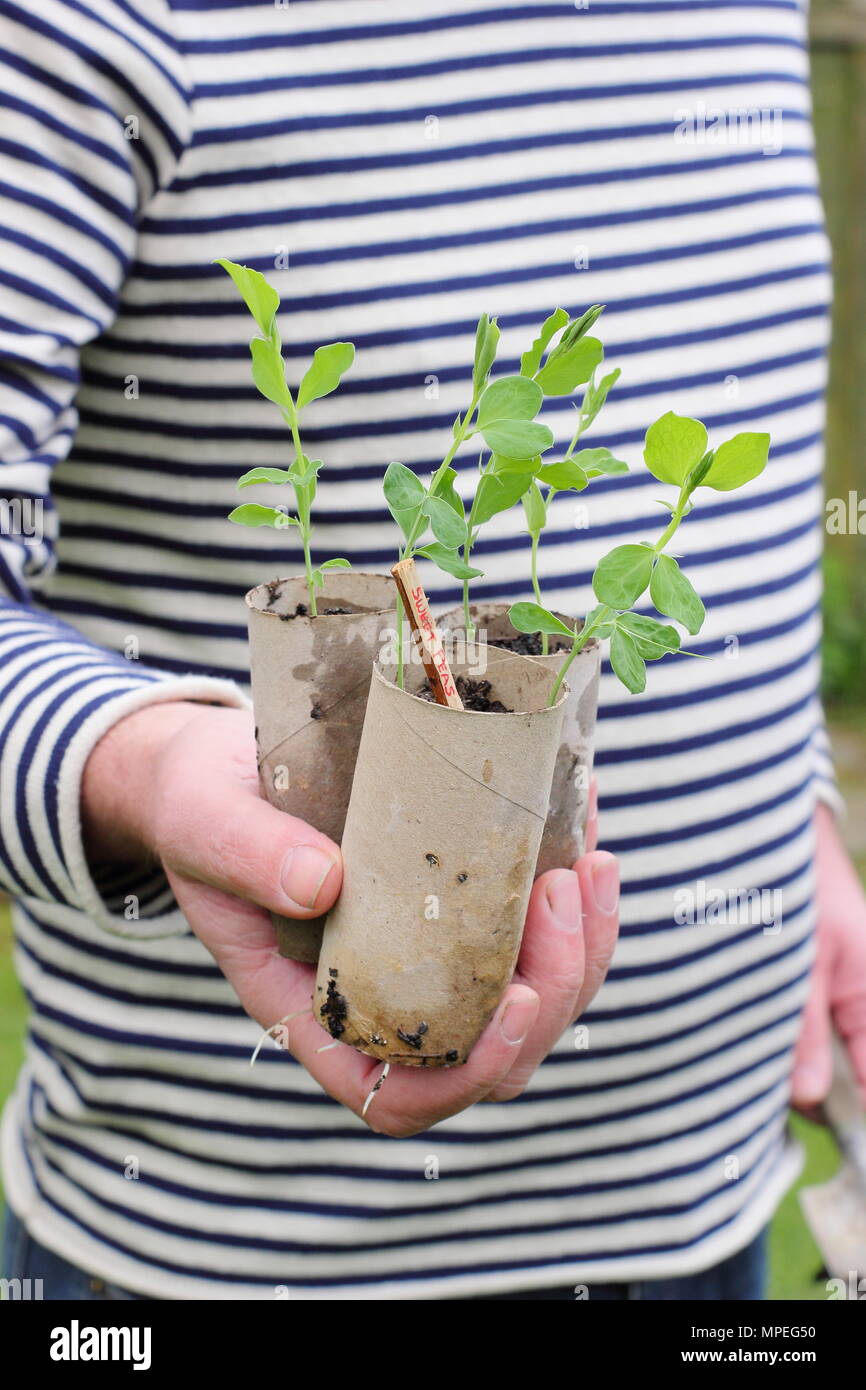 Lathyrus odoratus.Sweet pea seedlings sown in toilet roll inners, that accommodate long roots and plastic free gardening, ready for planting out Stock Photo