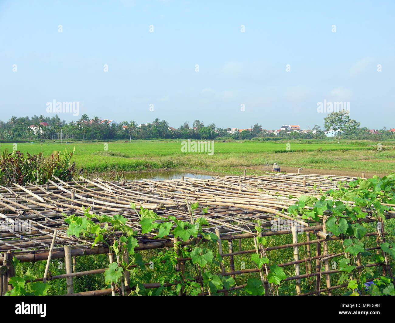 Beautiful landscape with melon vines on bamboo pergola, houses and farmer working in the field in the background early morning in Hoi An Stock Photo