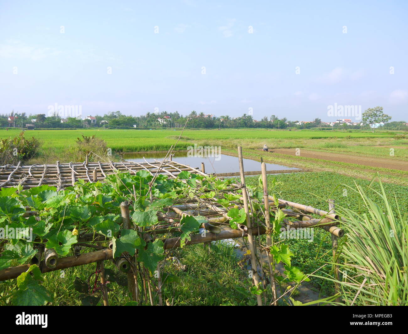 Beautiful landscape with melon vines on bamboo pergola, houses and farmer working in the field in the background early morning in Hoi An Stock Photo