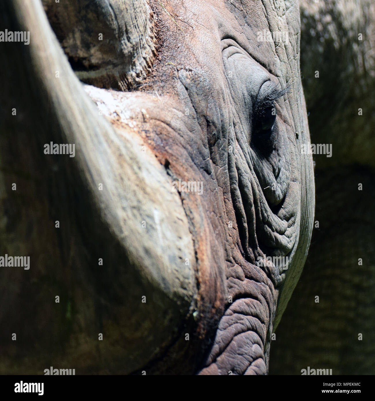 Rhinoceros close up. Focus on eye. Stock Photo