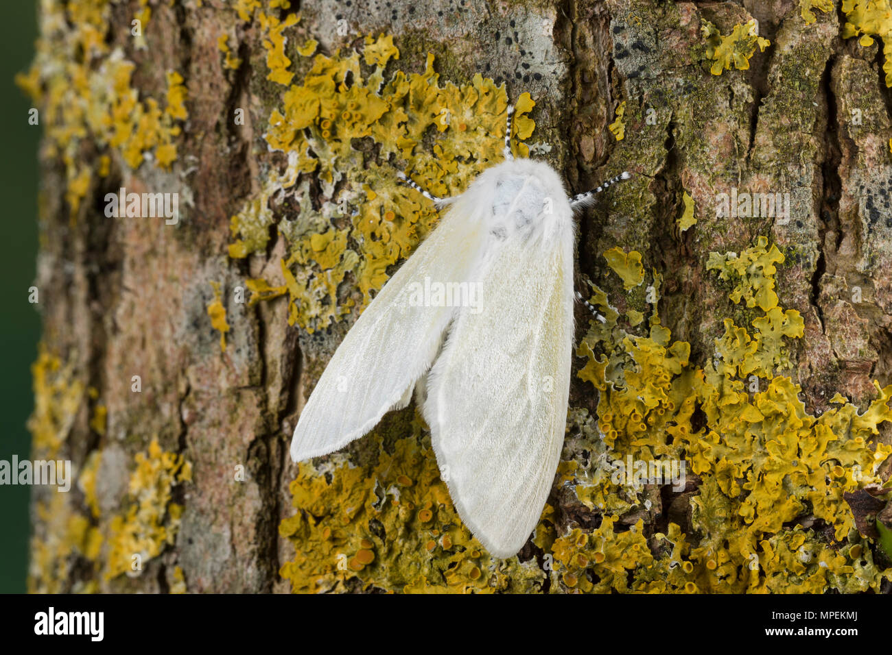 Pappelspinner, Pappel-Trägspinner, Pappel-Spinner, Atlasspinner, Atlas, Weidenspinner, Leucoma salicis, Stilpnotia salicis, satin moth, White Satin Mo Stock Photo