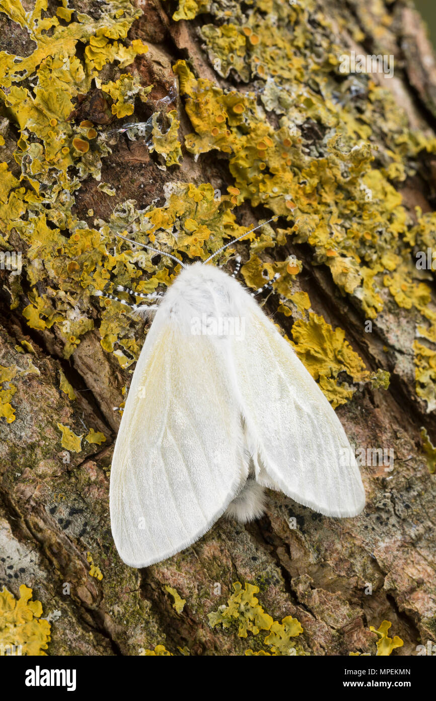 White satin moth hi-res stock photography and images - Alamy
