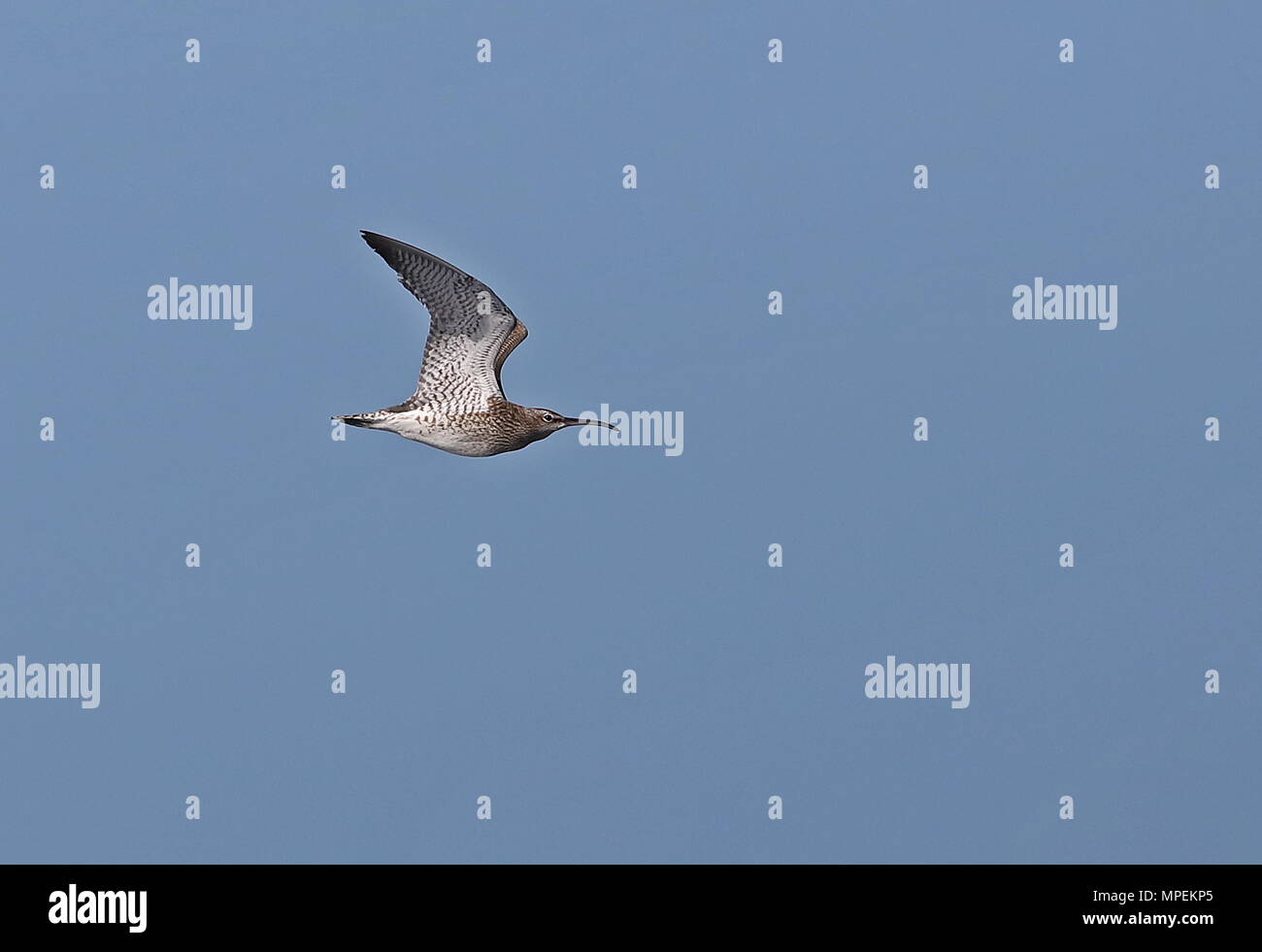 Whimbrel (Numenius phaeopus) adult in flight  over sea off coast of Britany, France              May Stock Photo