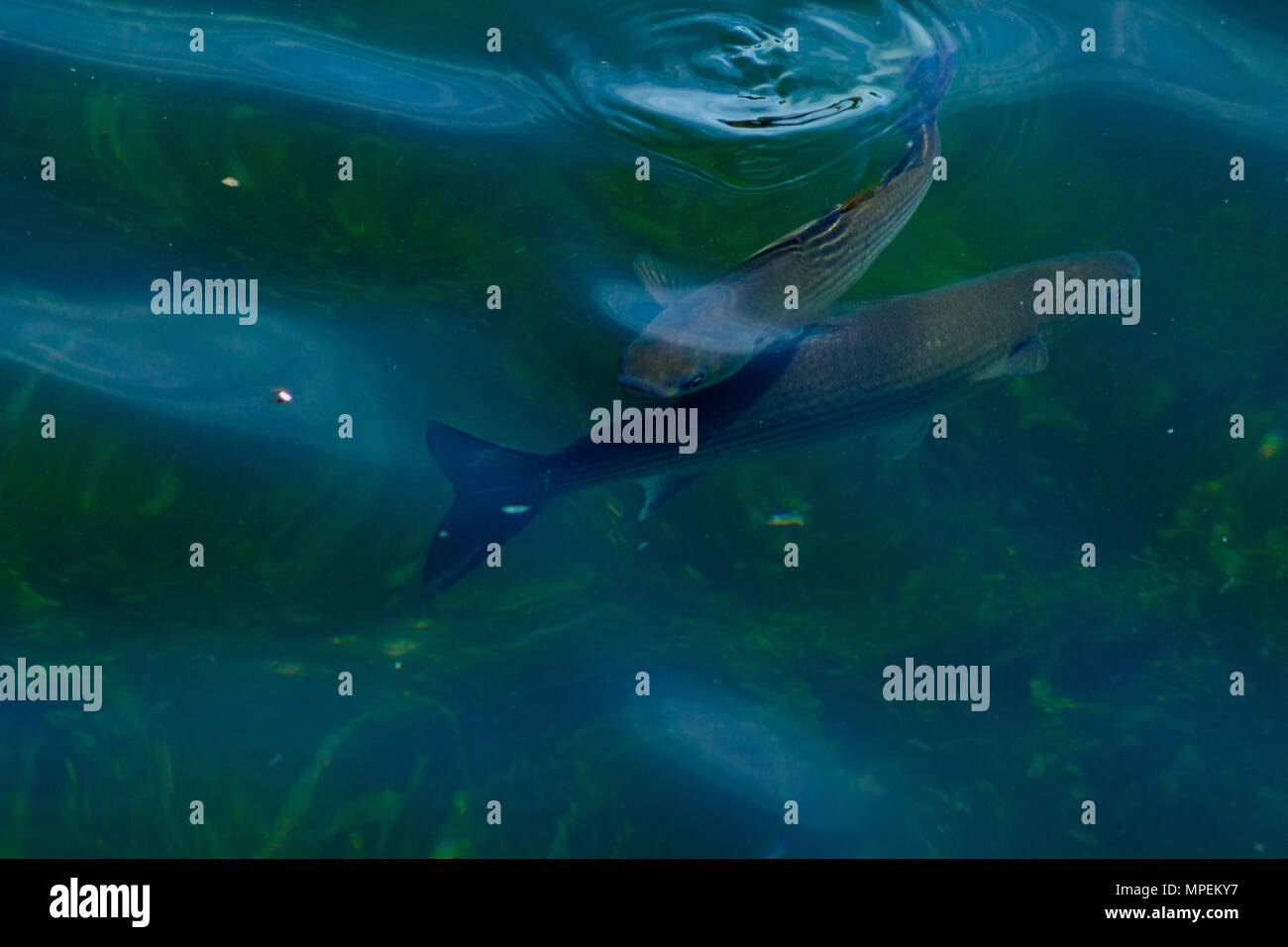 Chelon labrosus thick lipped grey mullet  feeding on small flies on the surface of the water in a harbour in ireland. Stock Photo