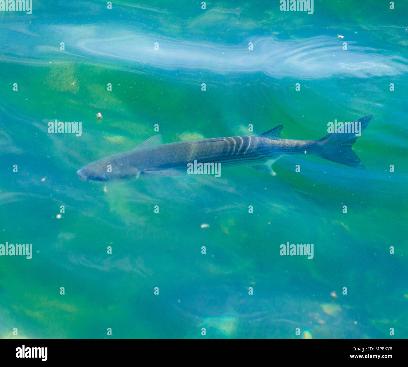 Chelon labrosus thick lipped grey mullet  feeding on small flies on the surface of the water in a harbour in ireland. Stock Photo