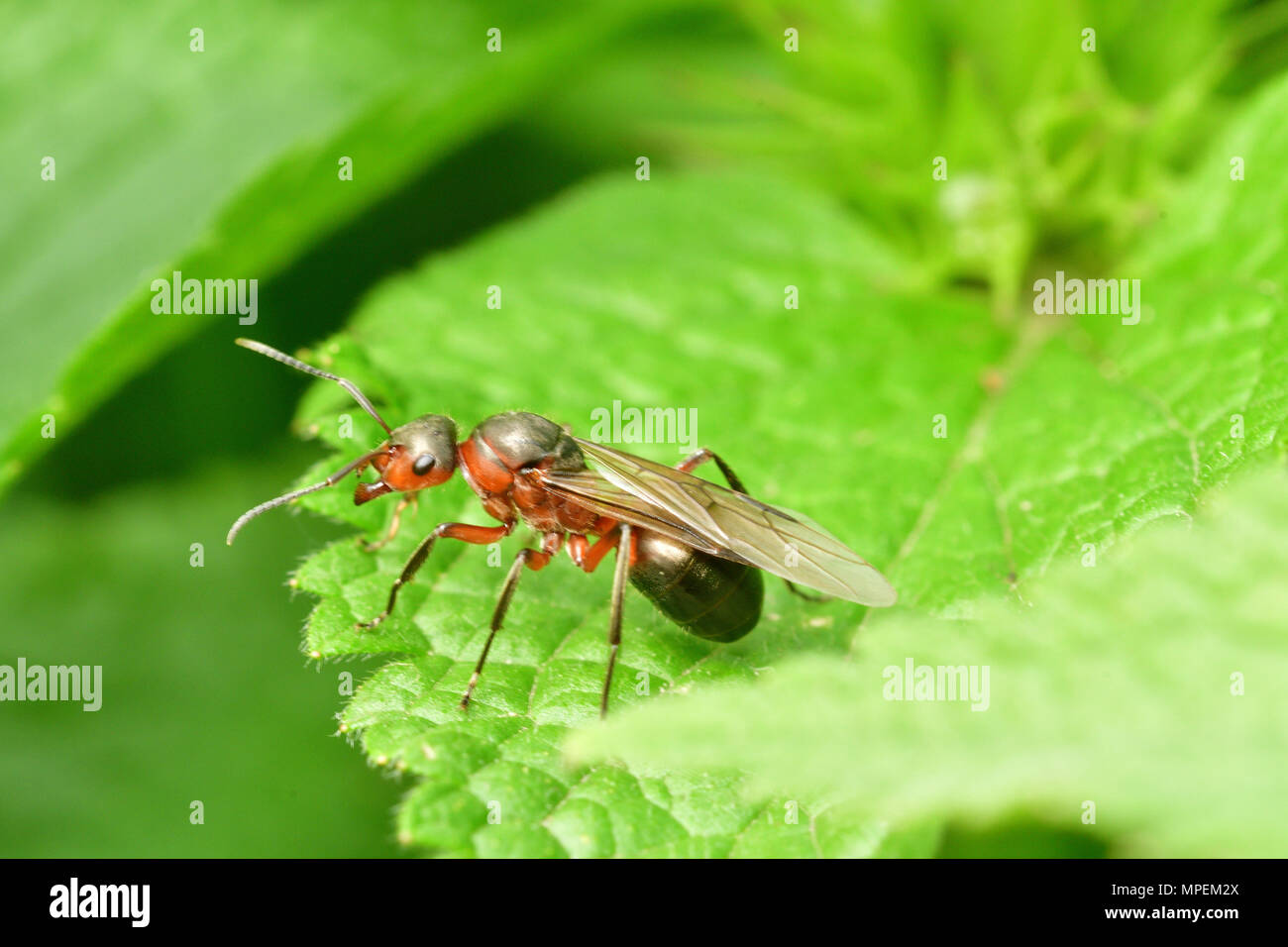 Queen Ants Wings Stock Photos Queen Ants Wings Stock Images Alamy