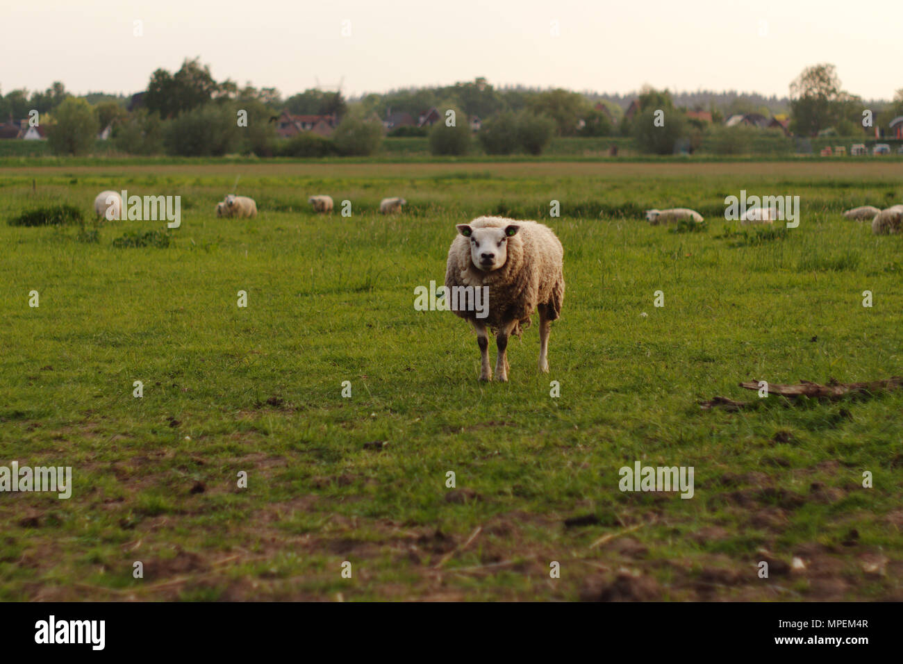 A sheep standing in the field looking towards the camera Stock Photo ...