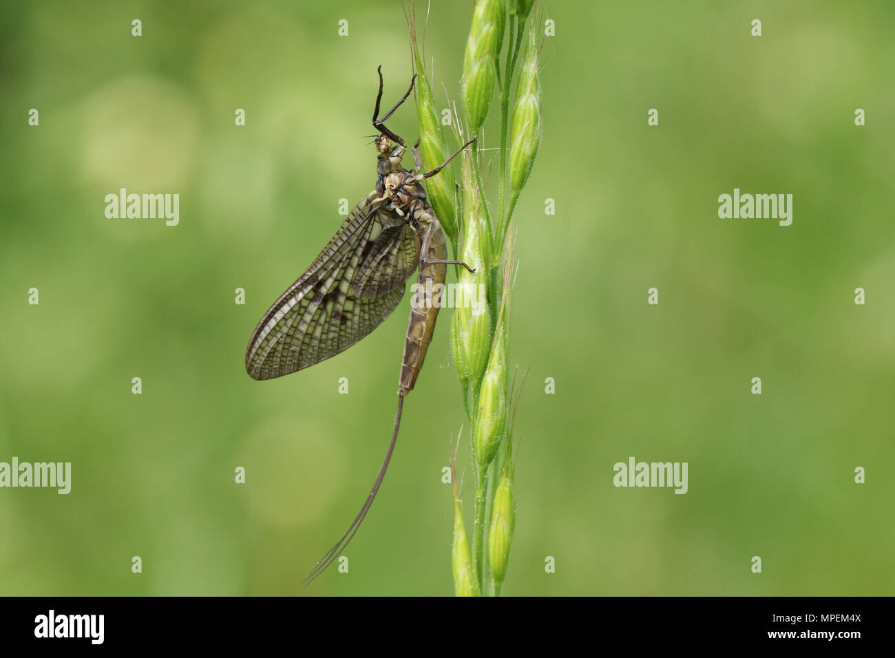 A beautiful Mayfly ( Ephemera vulgata) perching on grass seeds. Stock Photo