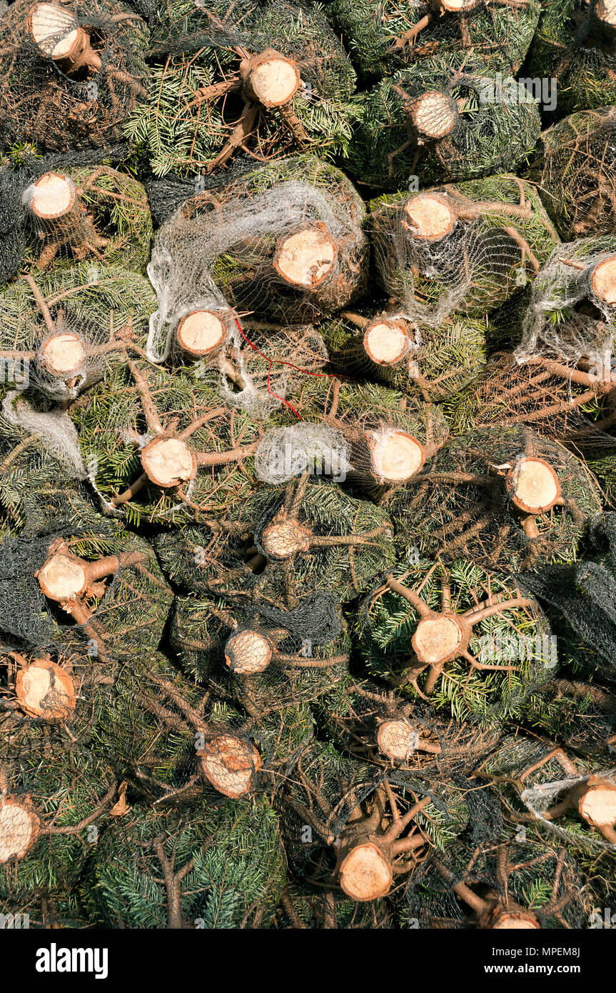underside of Christmas trees wrapped in plastic nets Stock Photo