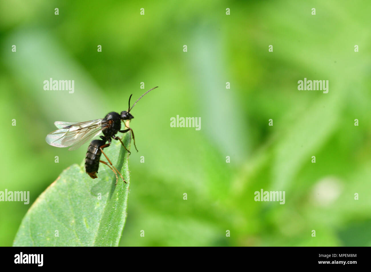 Black Ants Queen Stock Photos & Black Ants Queen Stock Images Alamy