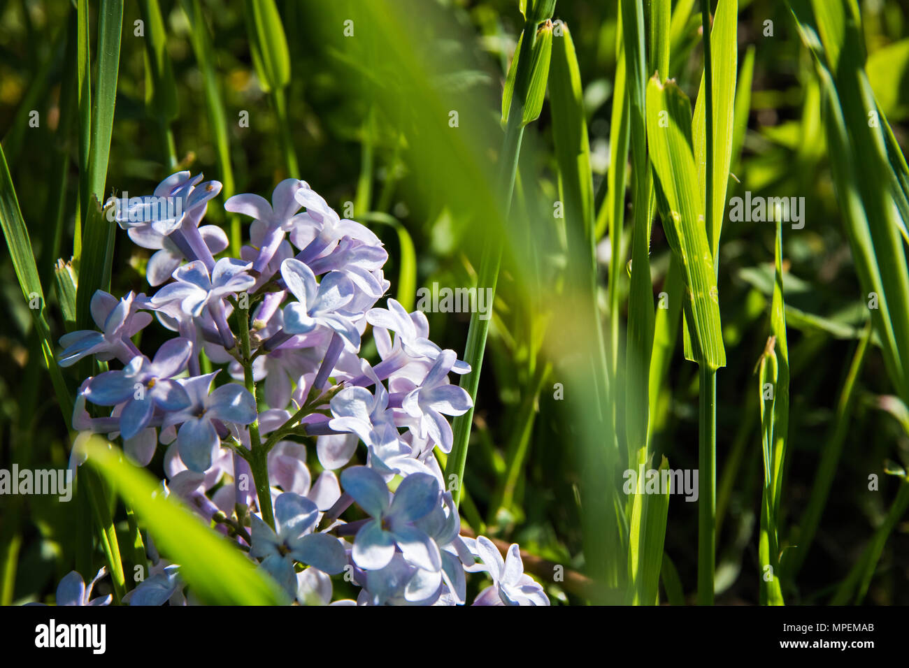 branch of lilac in the green grass Stock Photo - Alamy