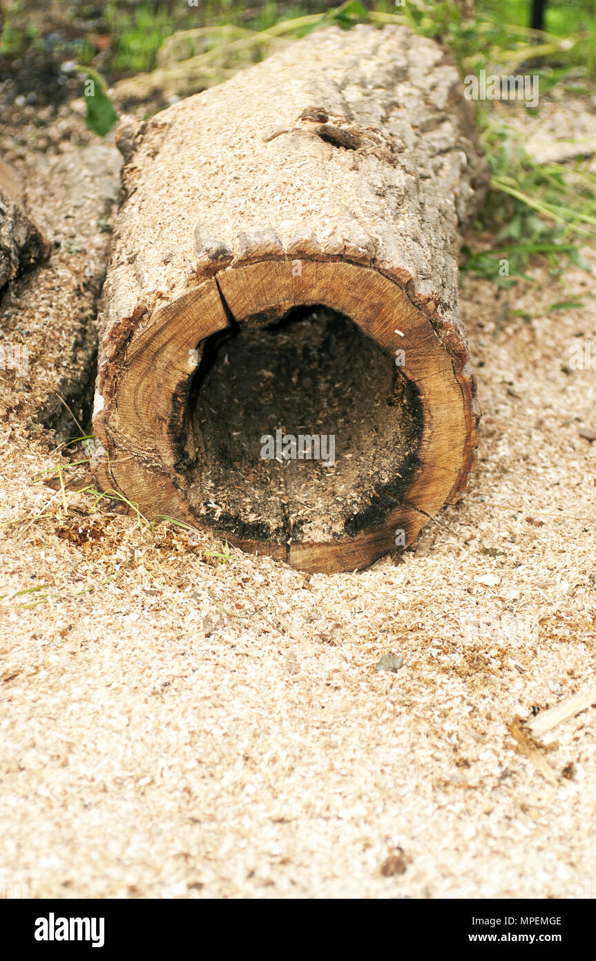 hollow tree lying in the sawdust Stock Photo