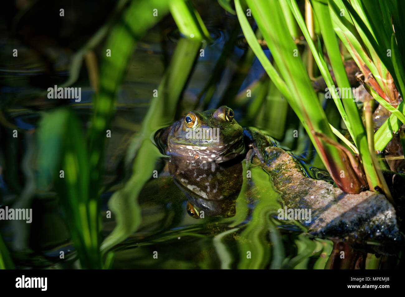 American bullfrog in a reflecting pond. It is an amphibious frog, and a member of the family Ranidae, or true frogs. Stock Photo