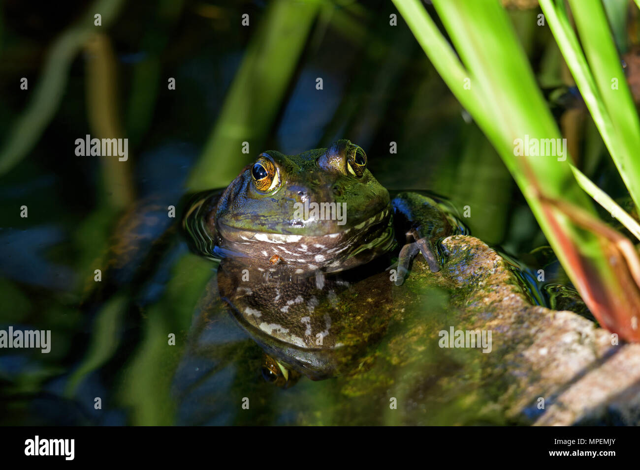 American bullfrog in a reflecting pond. It is an amphibious frog, and a member of the family Ranidae, or true frogs. Stock Photo