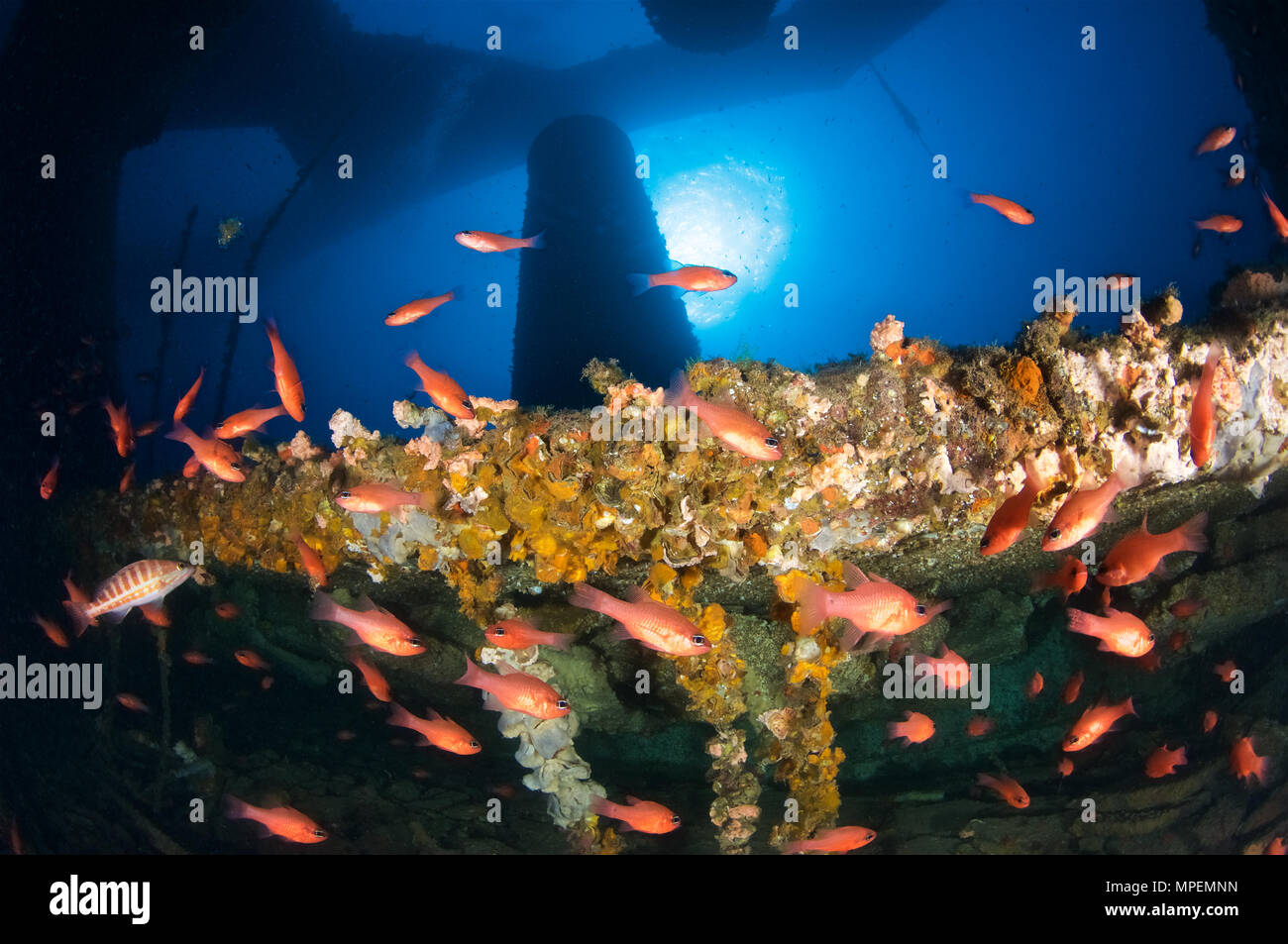 A shoal of cardinalfish (Apogon imberbis) between the structure of La Plataforma wreck dive site in Formentera (Balearic Islands, Spain) Stock Photo