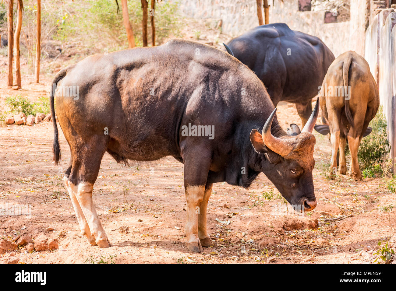 Awesome close view of group of Indian bison grazing grass on field of zoo. Stock Photo