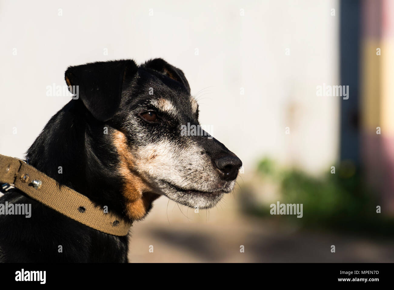 Jagdterrier looks with a stern gaze. German Hunting Terrier in half-profile Stock Photo