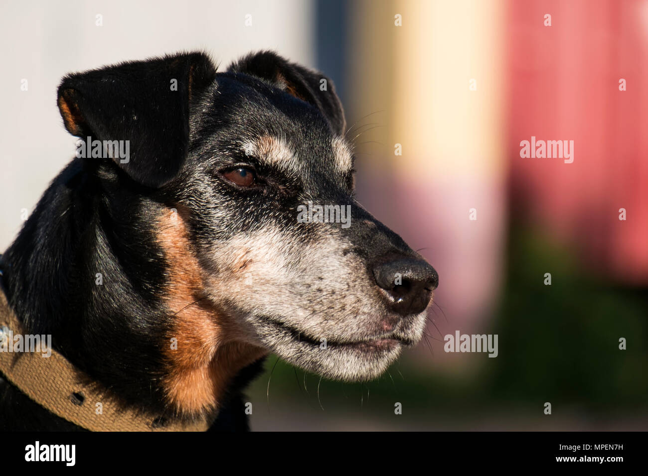 Jagdterrier looks with a stern gaze. German Hunting Terrier in half-profile Stock Photo
