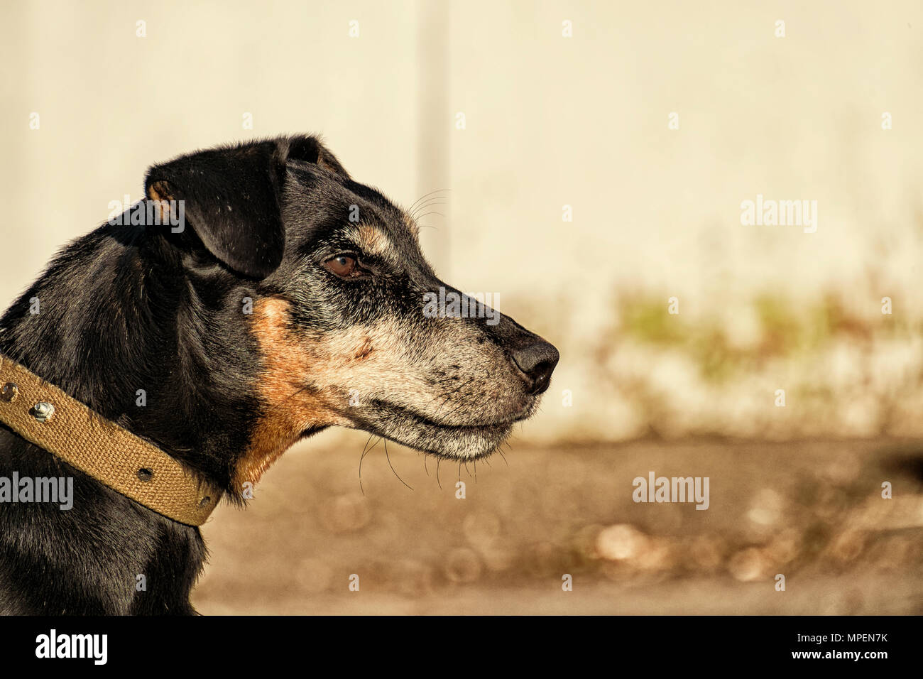 Jagdterrier staring into the distance. German Hunting Terrier in profile Stock Photo