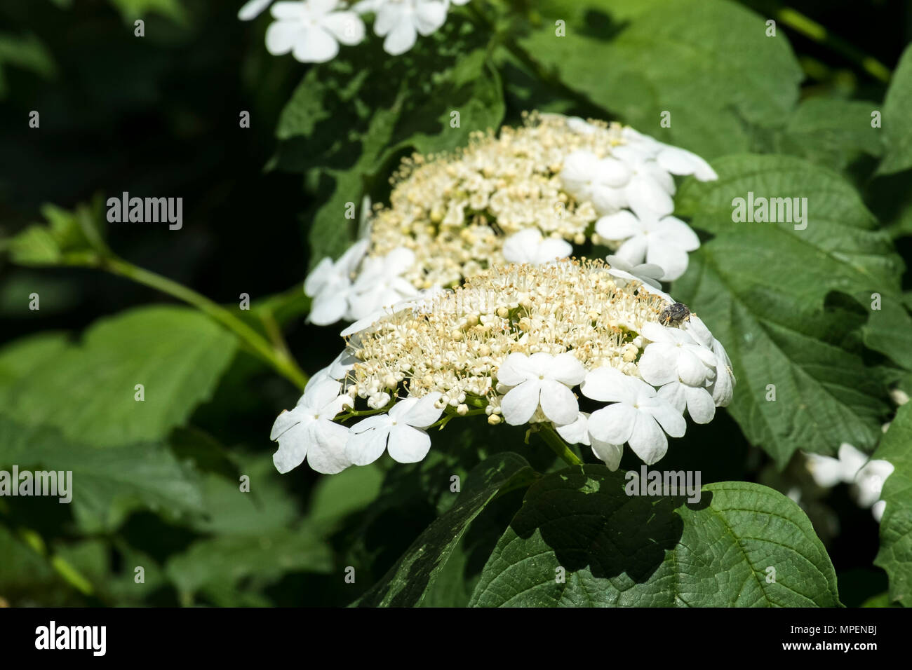 Flowers and buds of blooming guelder-rose. Corymbose inflorescence of the viburnum (Viburnum opulus) Stock Photo