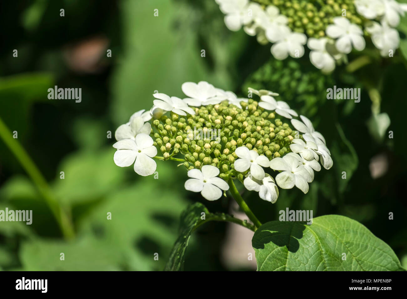 Flowers and buds of blooming guelder-rose. Corymbose inflorescence of the viburnum (Viburnum opulus) Stock Photo