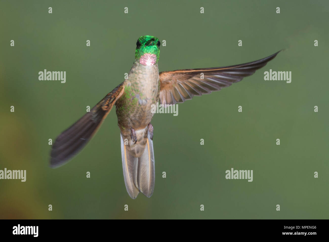 Fawn-Breasted Brilliant Hummingbird flying (Heliodoxa rubiniodes) Ecuador Stock Photo