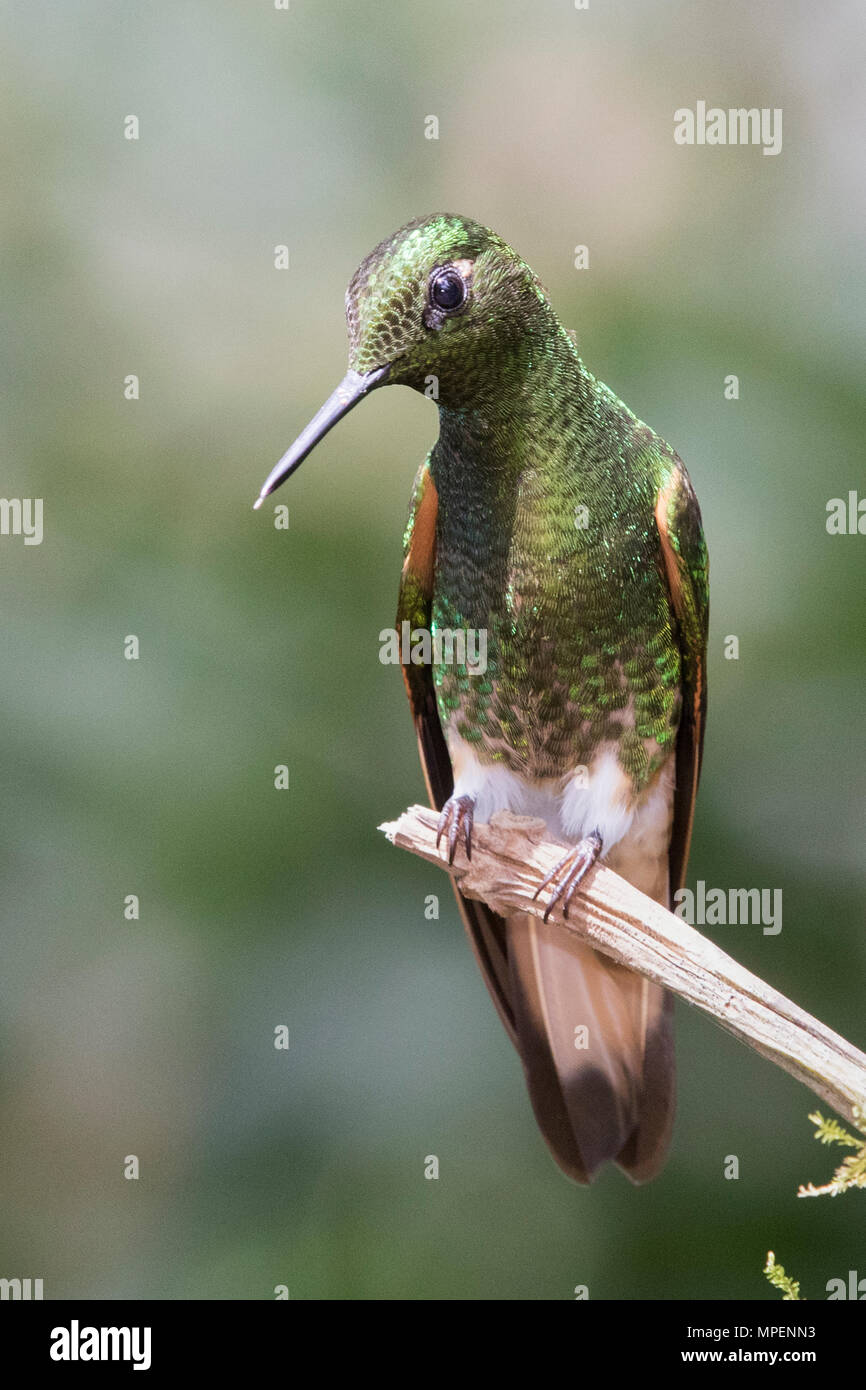 BuffTailed Hummingbird (Boissonneaua flavescens) Ecuador Stock