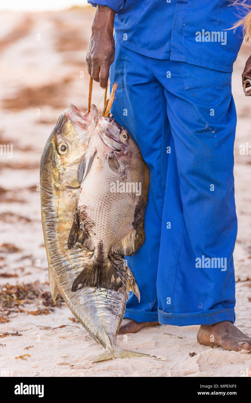 A .local fisherman holds some freshy caught fish in Mozambique. Stock Photo