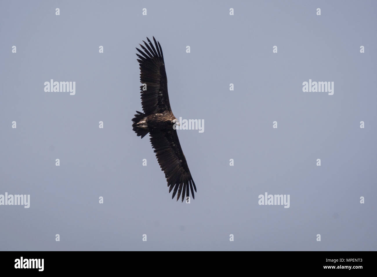 Black vulture (Aegypius monachus) flying in Spain. Stock Photo