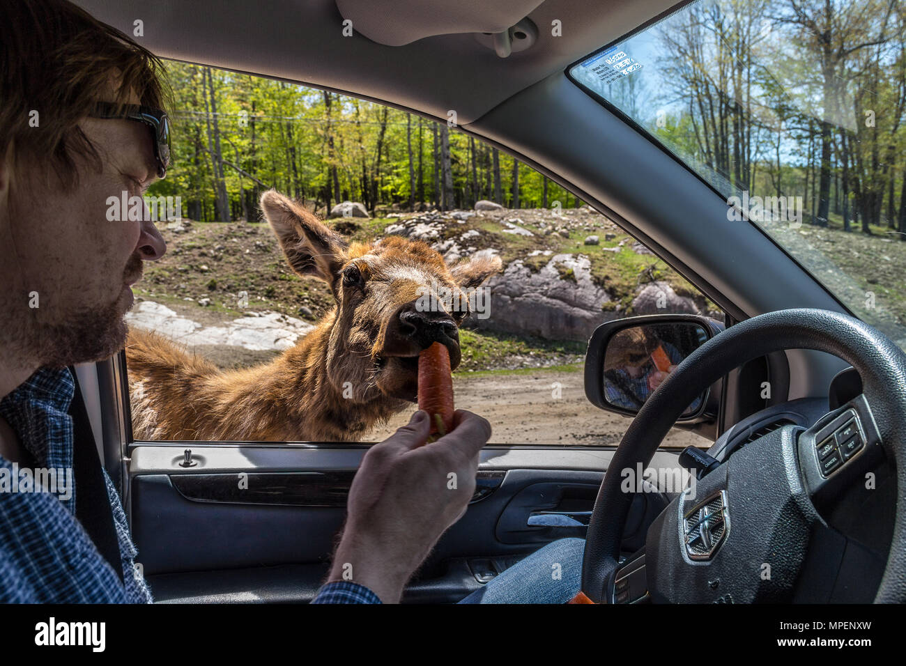 Deer Eating Carrot, Feeding by a Human out from Car Stock Photo