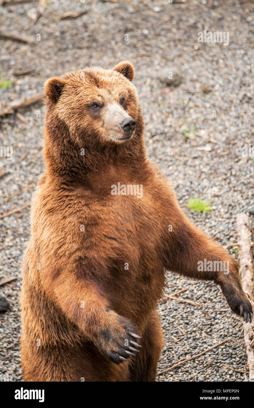 Image of Coastal brown bear at the Fortress of the Bear in Sitka, Alaska, United States of America Stock Photo