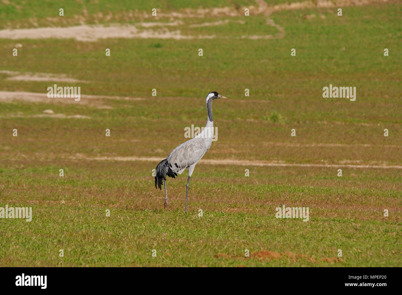 Cranes (Grus grus) in Navalcan reservoir, Toledo, Spain. Stock Photo