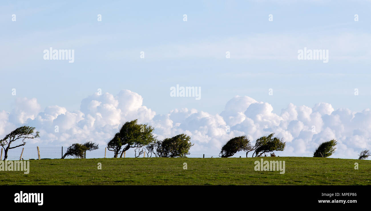 Windswept trees along a hill top with low level clouds in the background Stock Photo