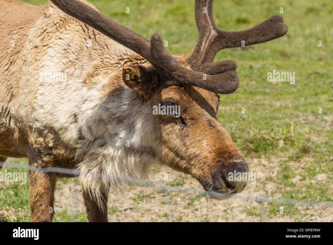 Caribou Male in the Zoo, Canada Stock Photo