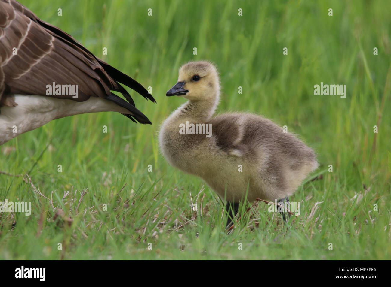 A baby Canada Goose Branta canadensis walking behind its mother goose Stock Photo