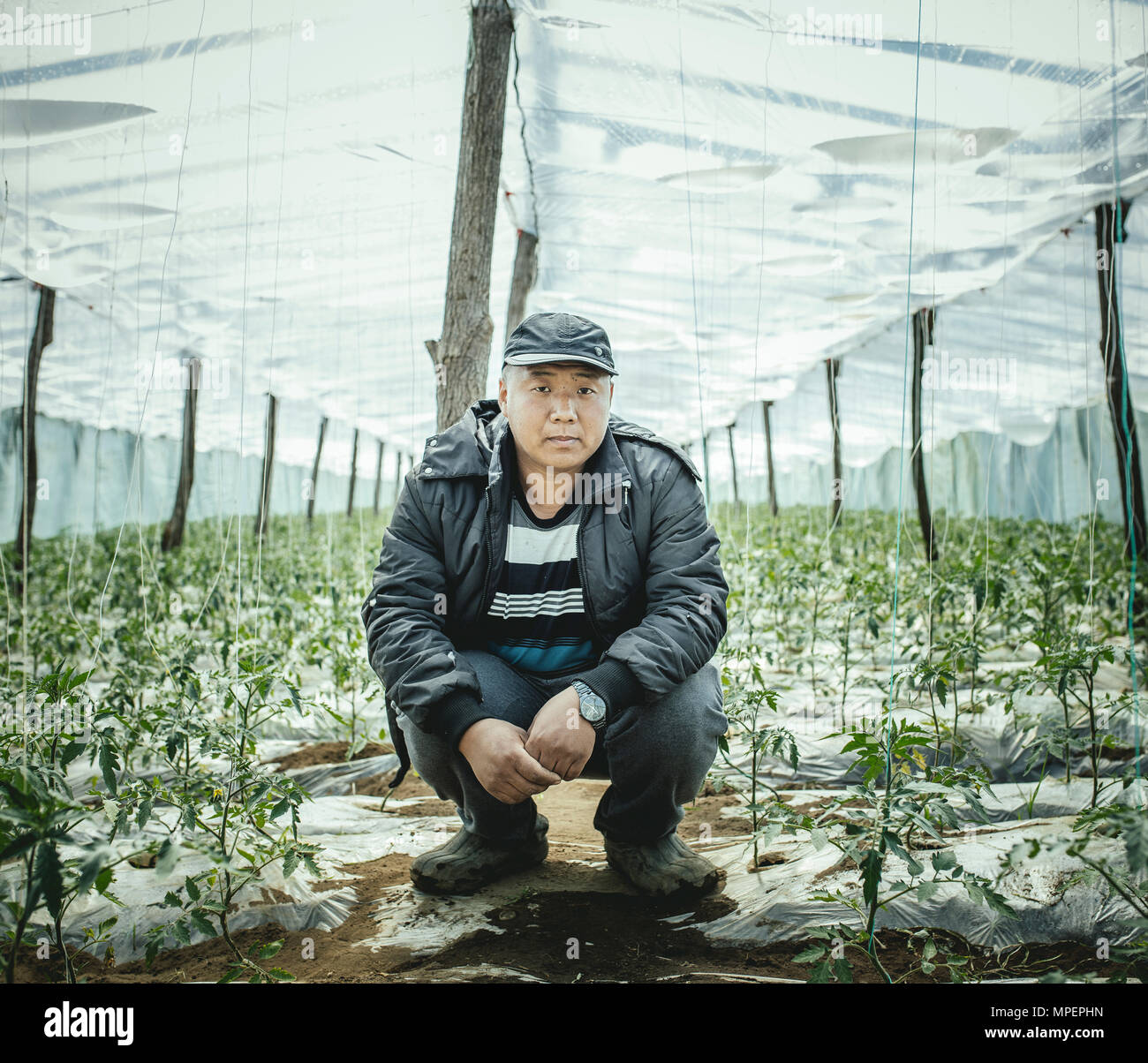 Greenhouse worker, cultivation of tomatoes, near Okhamchira, Abkhazia, Georgia Stock Photo