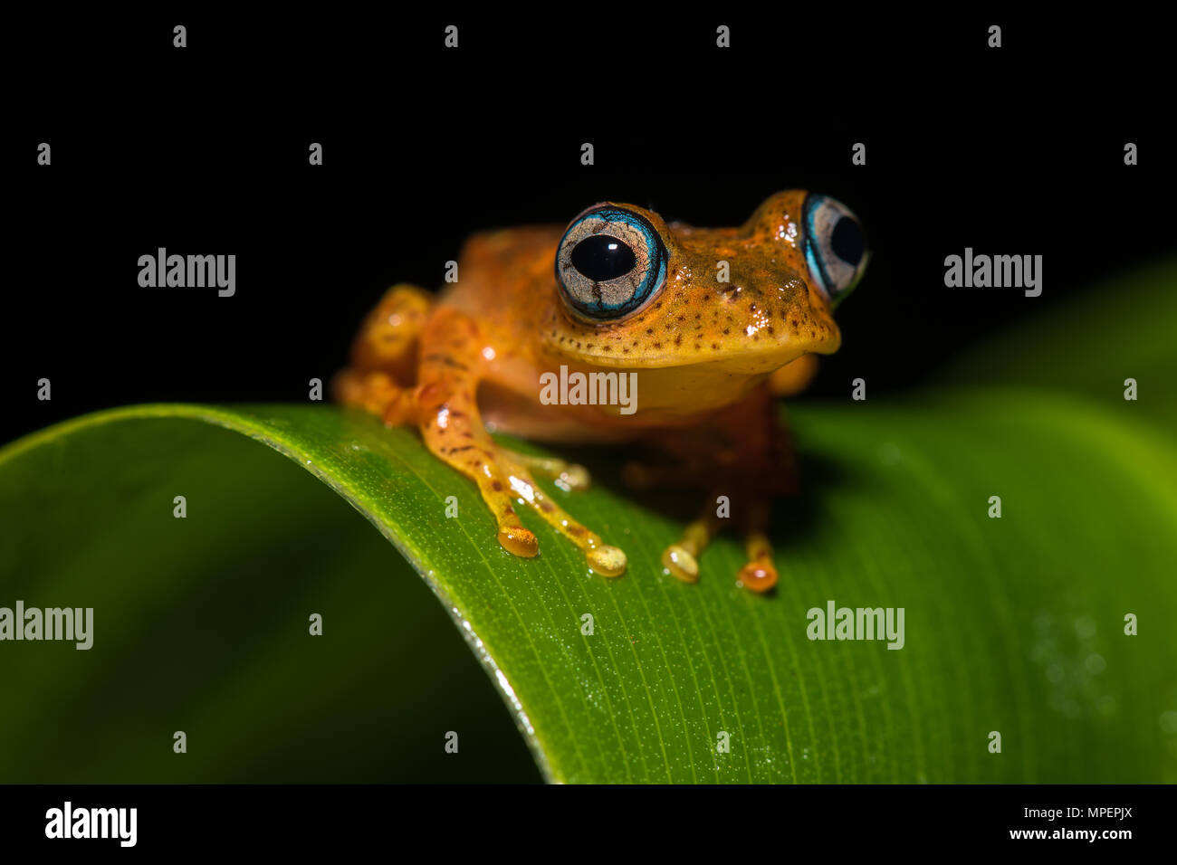 Tree climbing frog species (Boophis pyrrhus) sits on leaf, Andasibe
