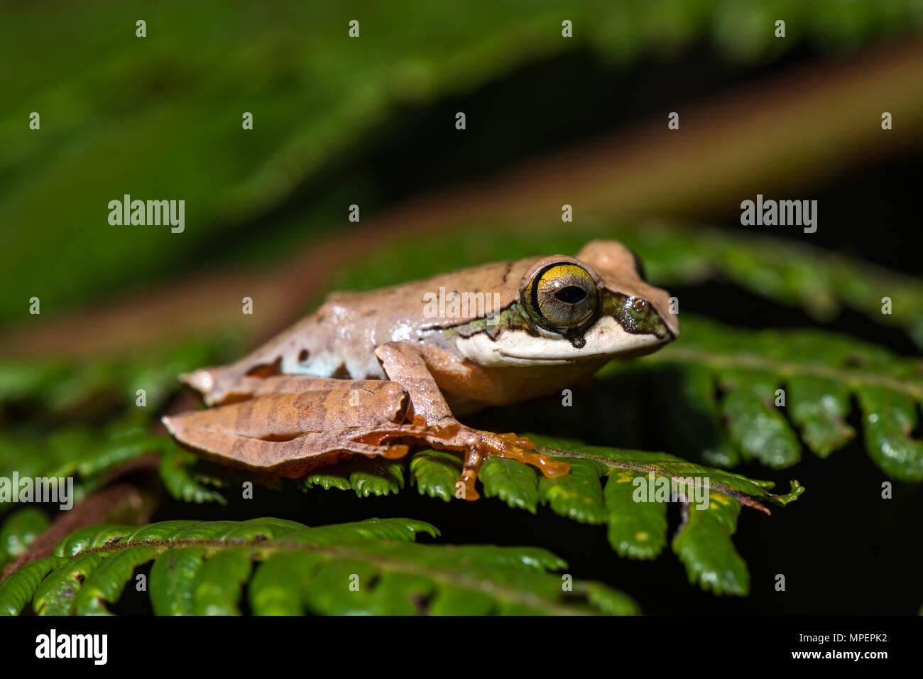 Tree climbing frog species (Boophis reticulatus) sits on leaf, Andasibe National Park