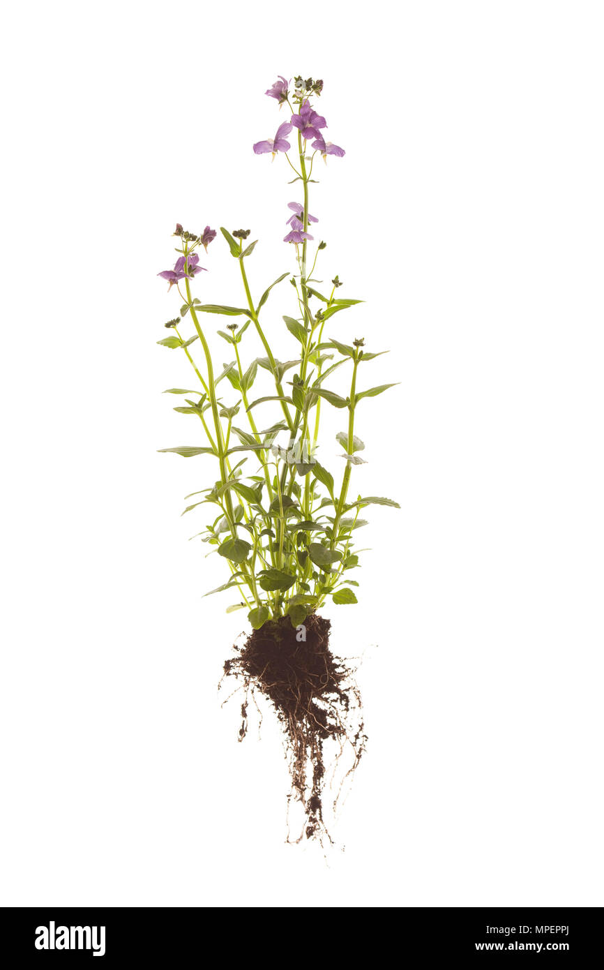 whole purple flowering nemesia plant on isolated white background Stock Photo