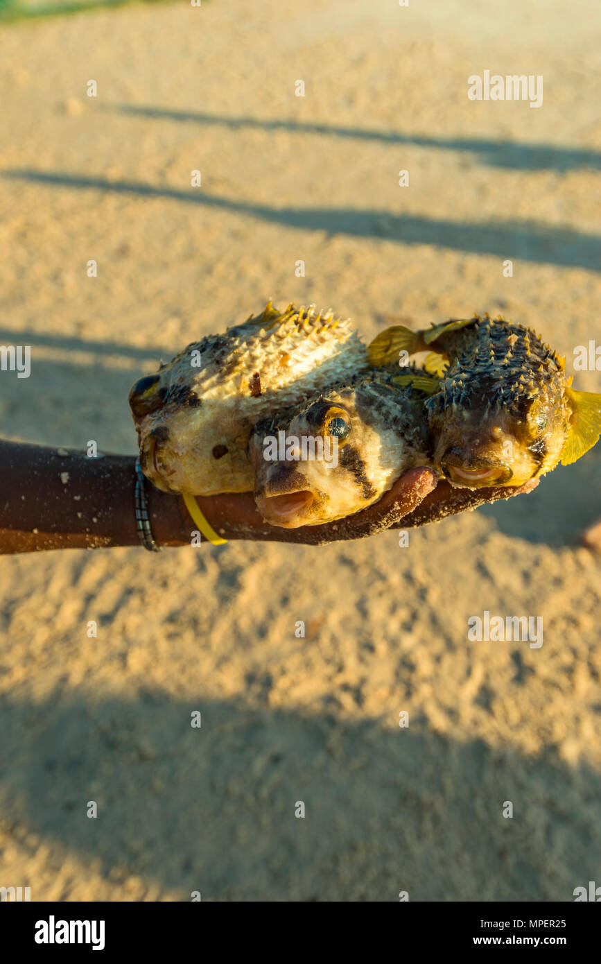 A fisherman in Mozambique holds out a dead Puffer fish Tetraodontidae. Stock Photo