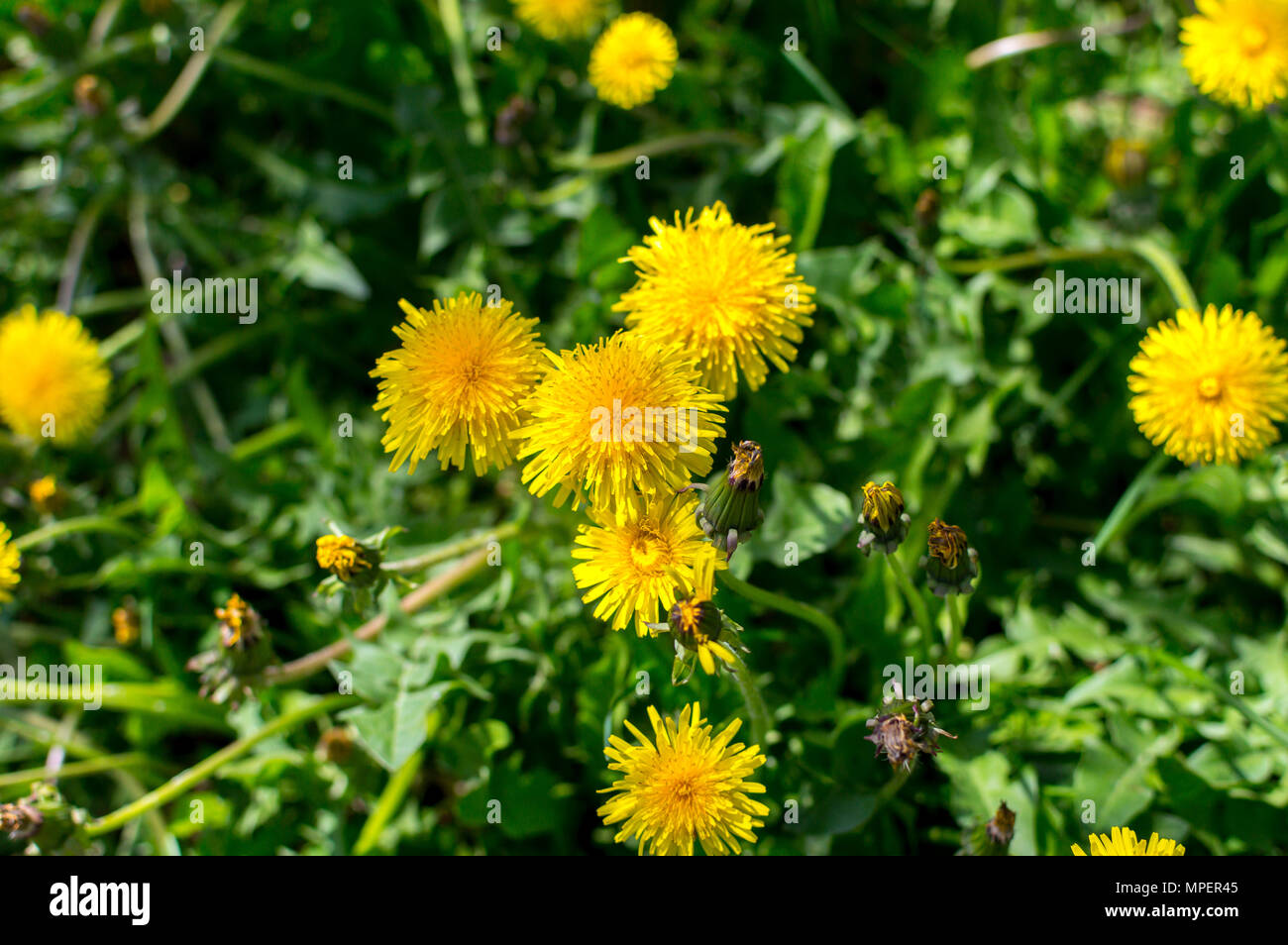 Common Dandelion flowers in Canada Stock Photo Alamy
