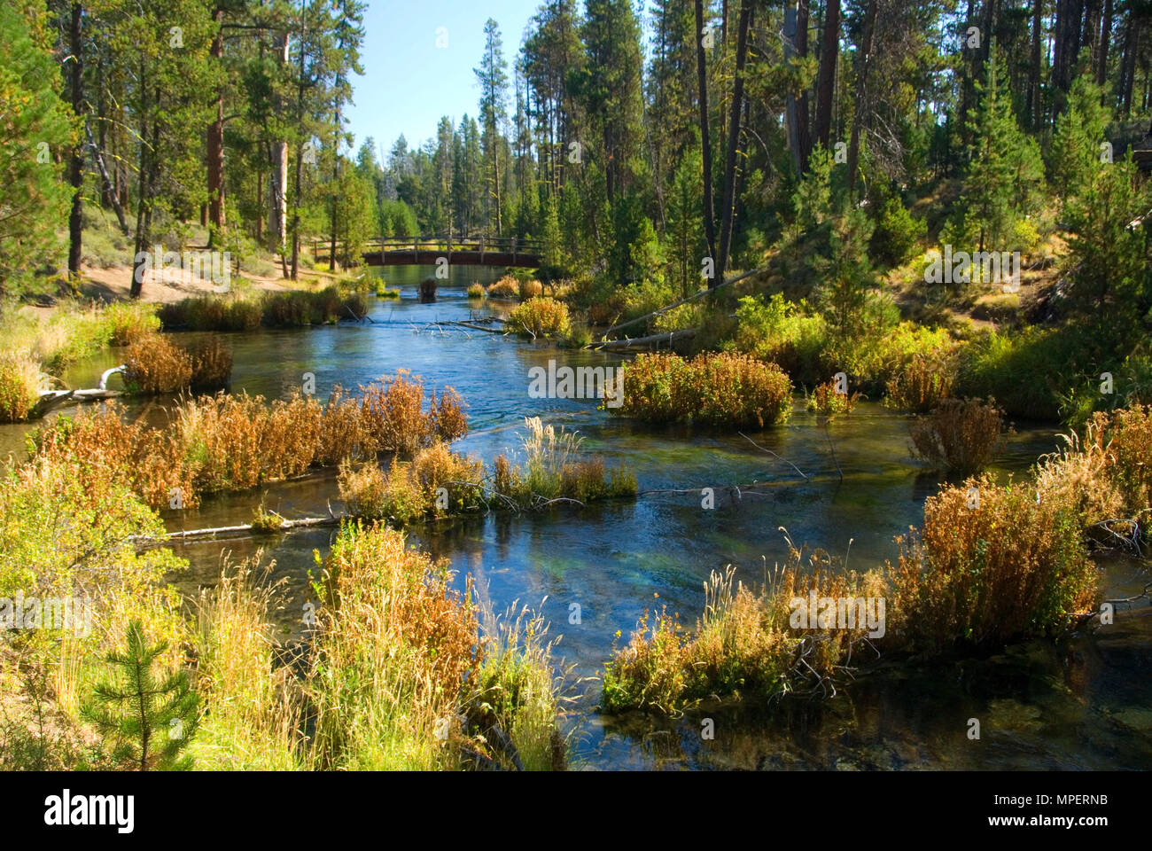 Fall River, Deschutes National Forest, Oregon Stock Photo Alamy
