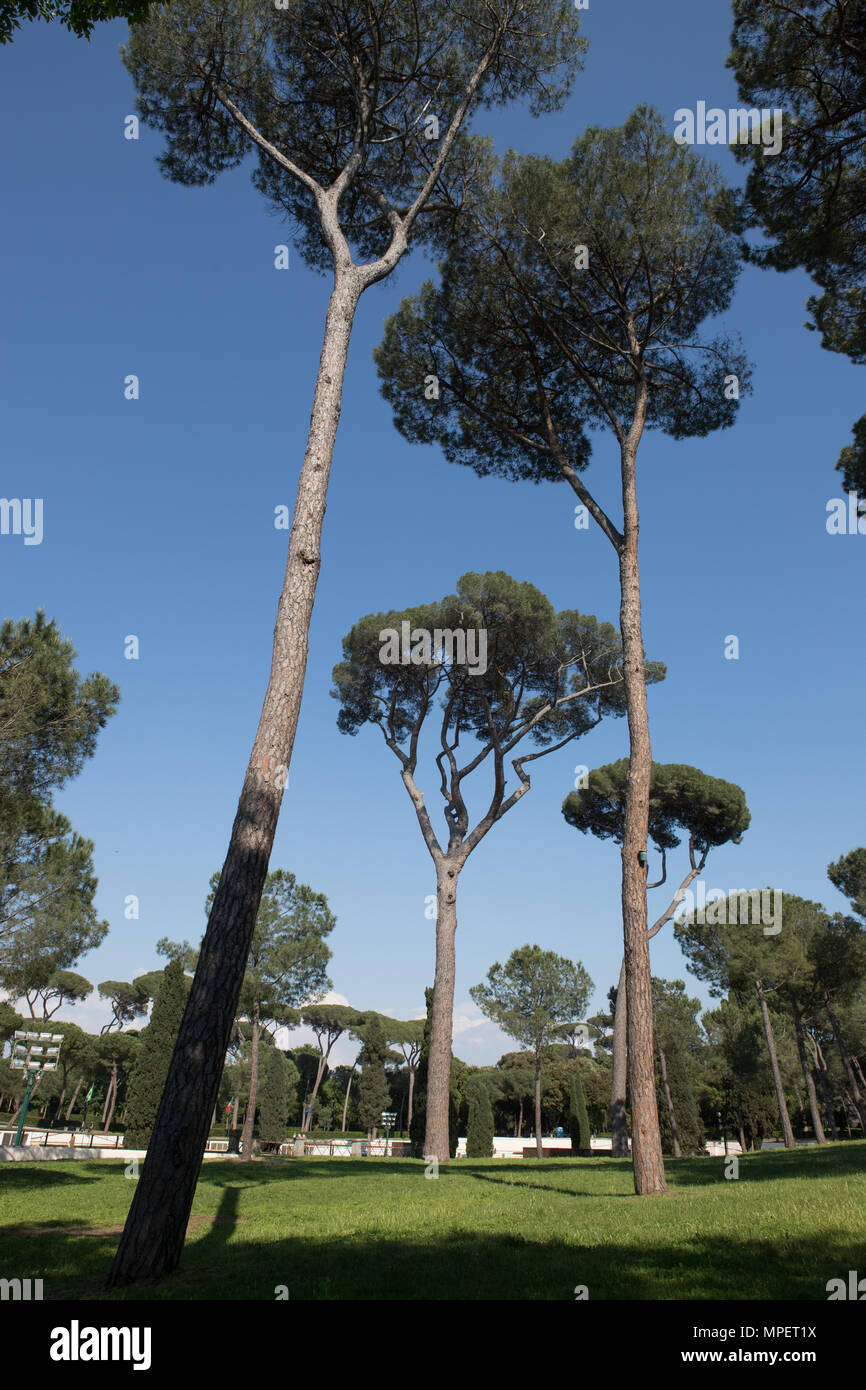 Pines Villa Borghese Rome