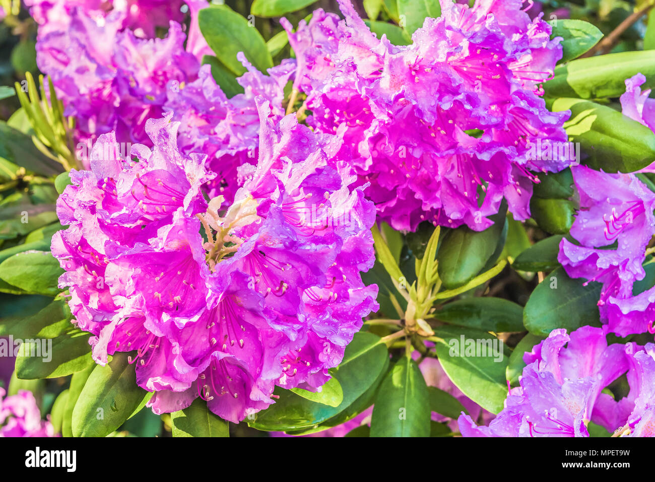 Natural flower background. Amazing view of colorful rododendron