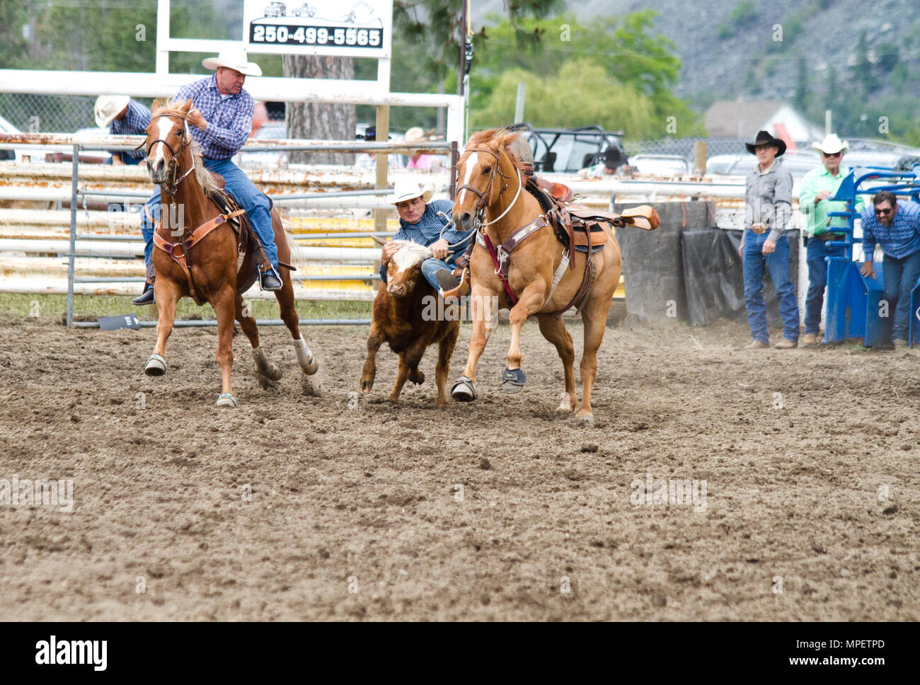 Steer wrestling, aka bulldogging Stock Photo Alamy