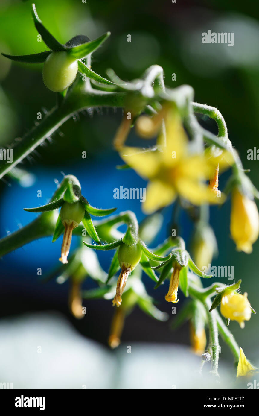 Artistic closeup of a cherry tomato plant setting fruit, little green tomatoes and blossom flowers Stock Photo