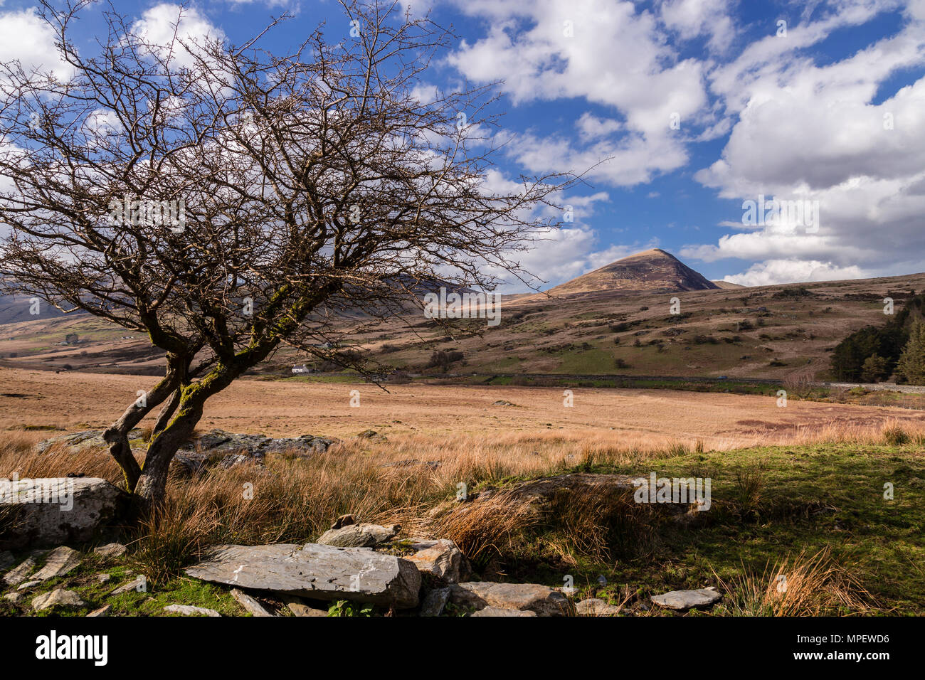 Old twisted tree at Capel Curig, Snowdonia, North Wales on a sunny day Stock Photo