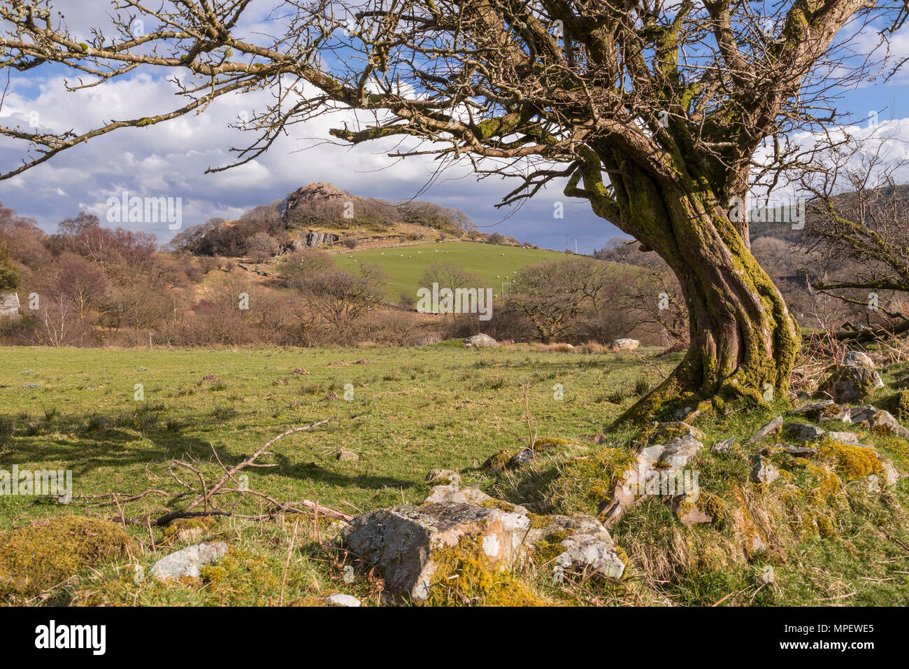 Old twisted tree at Capel Curig, Snowdonia, North Wales on a sunny day Stock Photo