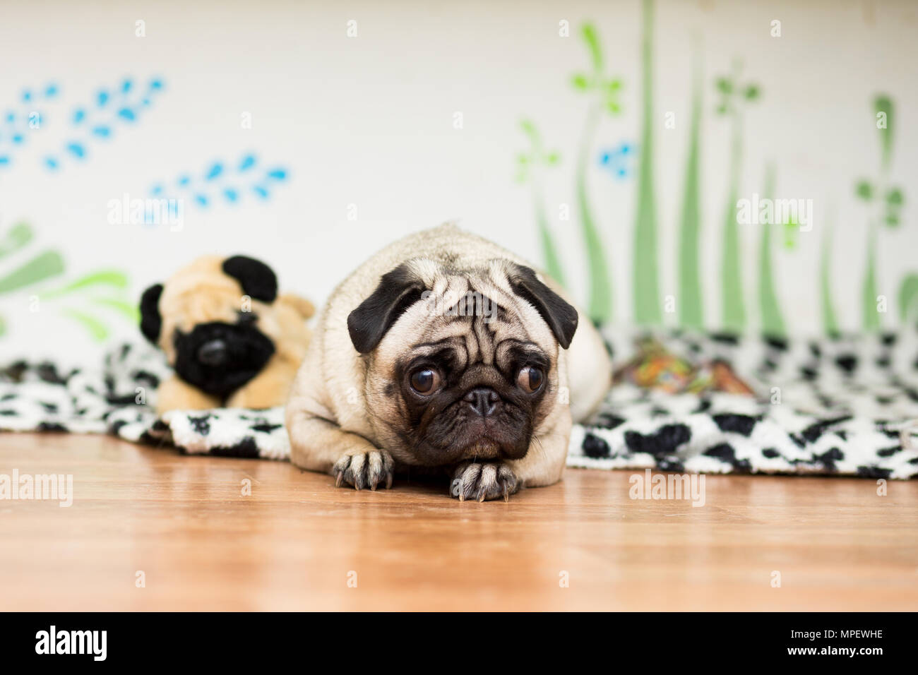 pug toy breed